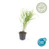 Hakonechloa macra | 12 Stücke