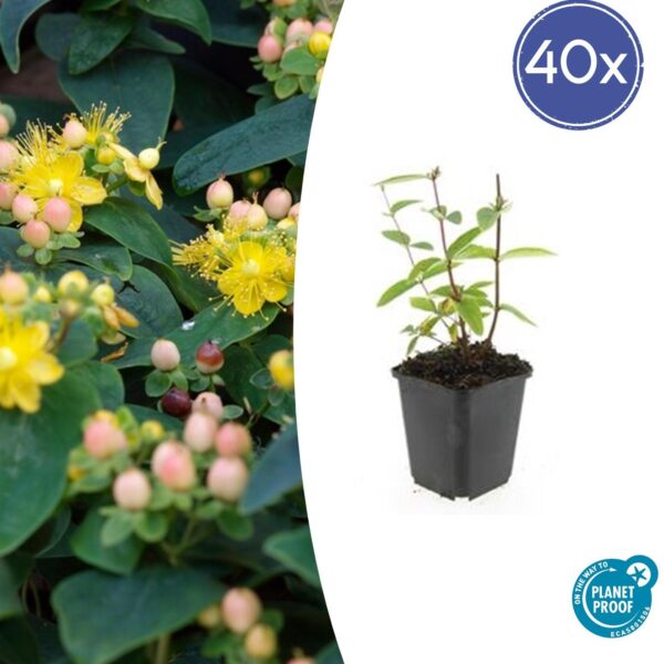 thumbnail_6000-2424.jpg Hypericum inodorum 'Annebel' | 40 Stücke