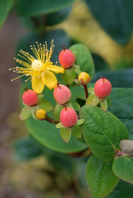 thumbnail_6000-2425.jpg Hypericum inodorum 'Annebel' | 40 Stücke