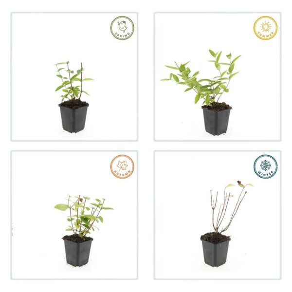 thumbnail_6000-2427.jpg Hypericum inodorum 'Annebel' | 40 Stücke