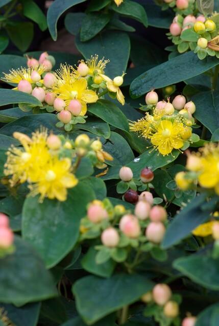 thumbnail_6000-2428.jpg Hypericum inodorum 'Annebel' | 40 Stücke