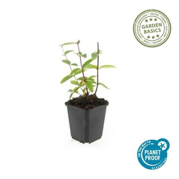 thumbnail_6000-2429.jpg Hypericum inodorum 'Annebel' | 40 Stücke