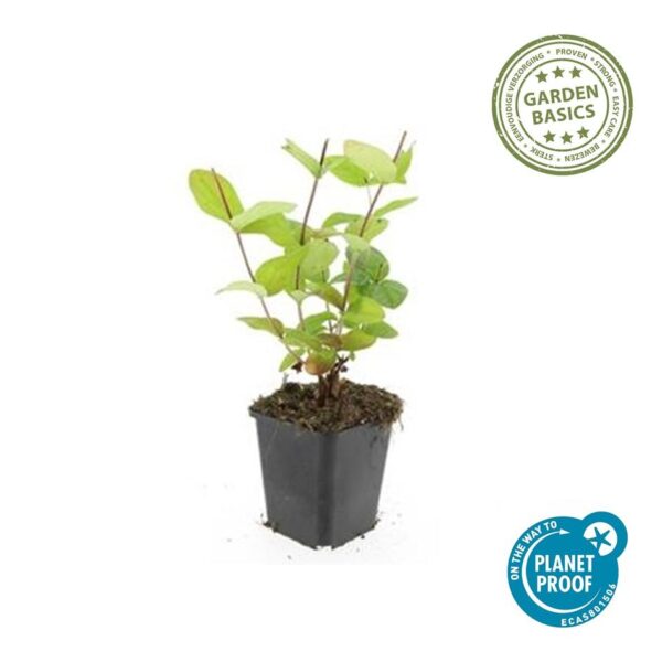 Hypericum inodorum 'Beauty' | 40 Stücke