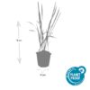 Imperata cylindrica 'Red Baron' | 40 Stücke