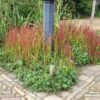 Imperata cylindrica 'Red Baron' | 40 Stücke