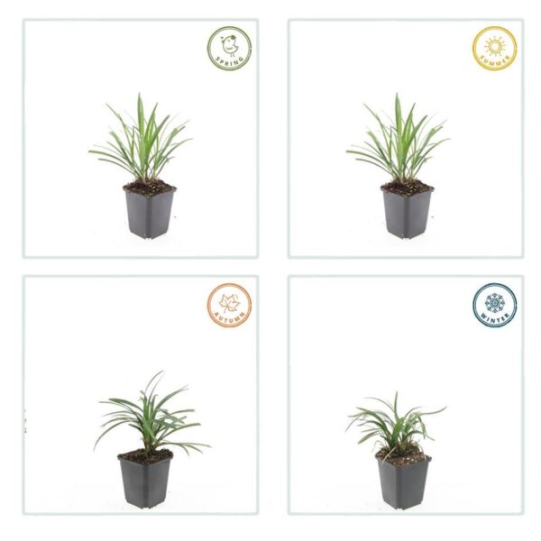 thumbnail_6000-2691.jpg Liriope muscari 'Ingwersen' | 40 Stücke