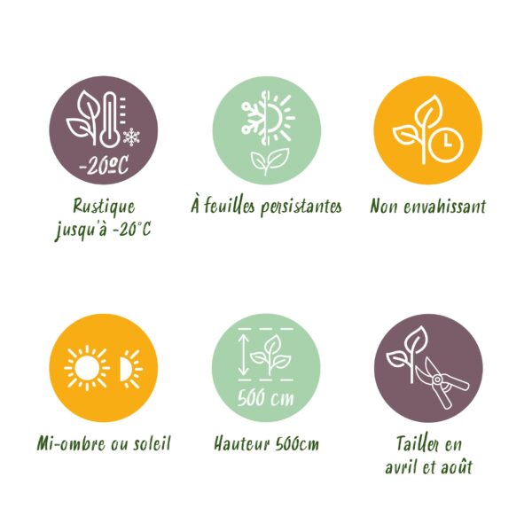 Heckenpflanzen - Prunus lusitanica Angustifolia - Blatt grün - 6 Pflanzen - 1 laufender Meter - immergrün