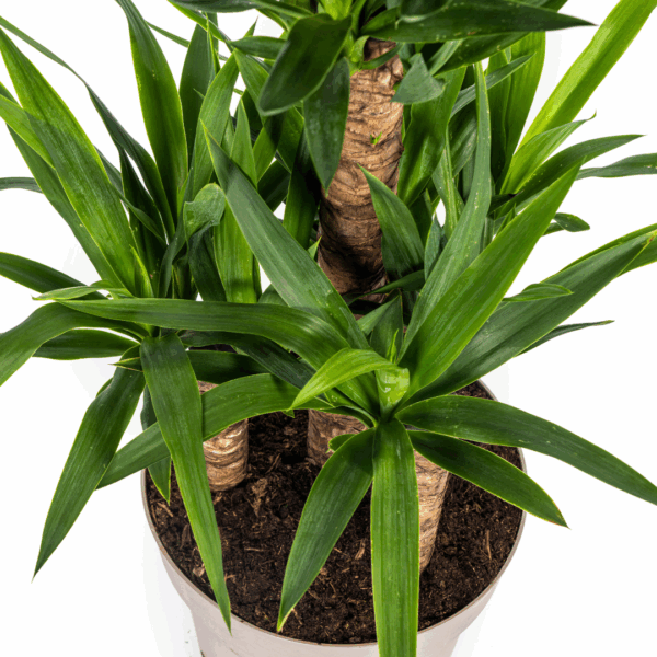 thumbnail_6000-294.png Yucca Elephantipes