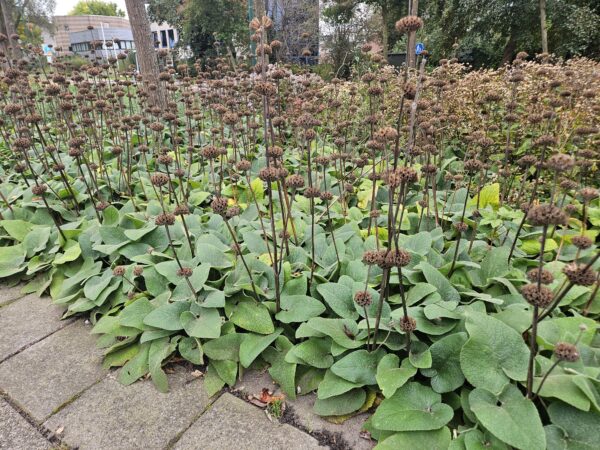 thumbnail_6000-2973.jpg Phlomis russeliana | 40 Stücke