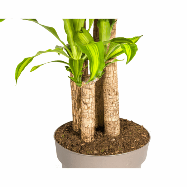 thumbnail_6000-298.png Dracaena Fragrans Massangeana