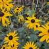Rudbeckia fulgida 'Goldsturm' | 6 Stücke