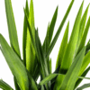 Yucca Elephantipes