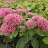 Sedum 'Herbstfreude' | 40 Stücke