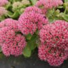 Sedum 'Herbstfreude' | 12 Stücke