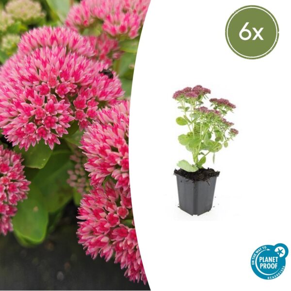 thumbnail_6000-3146.jpg Sedum 'Herbstfreude' | 6 Stücke
