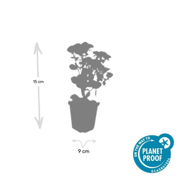 thumbnail_6000-3148.jpg Sedum 'Herbstfreude' | 6 Stücke
