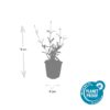 Verbena bonariensis 'Lollipop' | 40 Stücke
