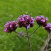 Verbena bonariensis 'Lollipop' | 40 Stücke