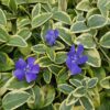 Vinca minor 'Blue and Gold' | 40 Stücke