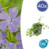 Vinca minor 'La Grave' | 40 Stücke