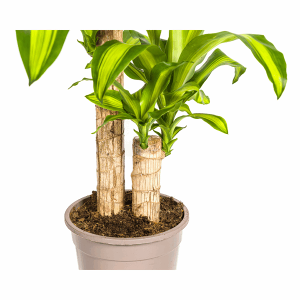 thumbnail_6000-345.png Dracaena Fragrans Massangeana