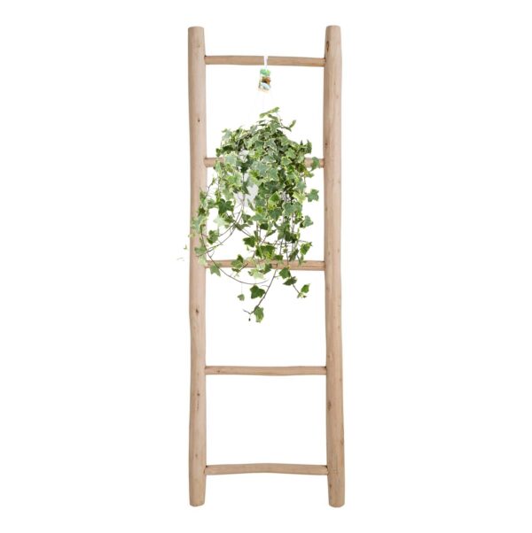 thumbnail_6000-3503.jpg Hedera Helix Gold Child - Hängepflanze XXL
