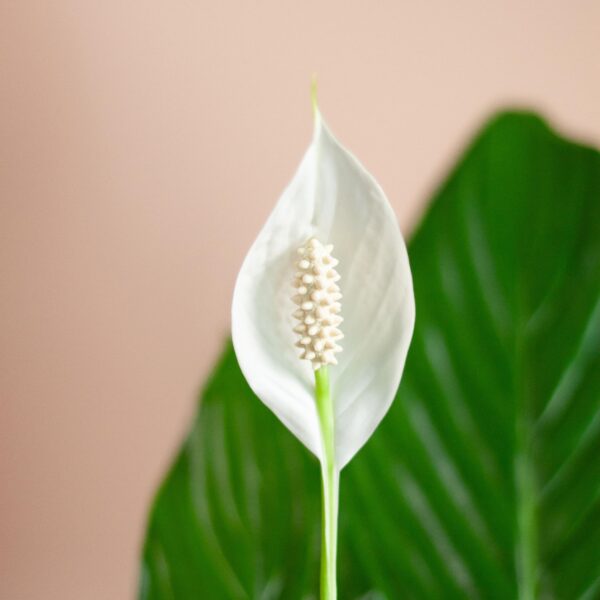 Spathiphyllum mit Korb Lissabon weiß