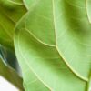 Ficus Lyrata mit Korb Sofia natur