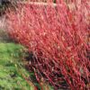Sträucher - Cornus sibirica - Rote Zweige - 1 Pflanze - Laubabwerfend - Wenig Pflege