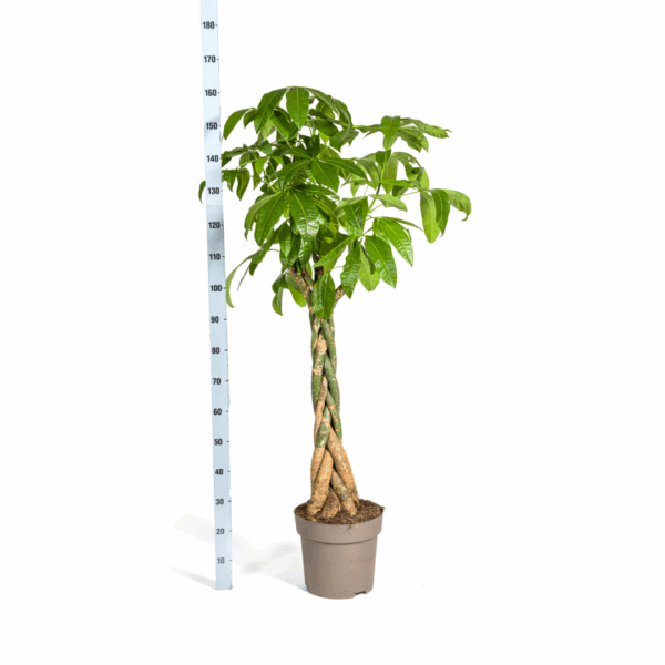 thumbnail_6000-391.png Pachira Aquatica