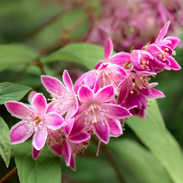 thumbnail_6000-434.jpg Sträucher - Deutzia hybrida Strawbery Fields - Blüte Rosa - 1 Pflanze - Laubabwerfend - Wenig Pflege