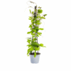 Cobea scandens Violet Blue | 4 Stücke