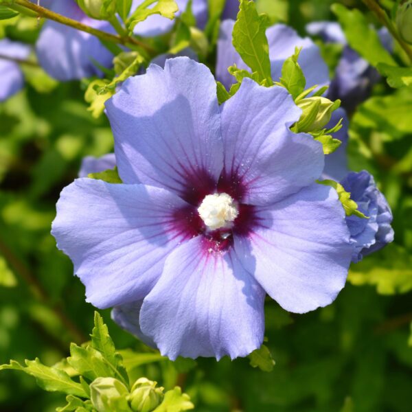 thumbnail_6000-529.jpg Sträucher - Hibiscus syriacus Oiseau Blue - Blüte Blau - 1 Pflanze - Laubabwerfend - Wenig Pflege