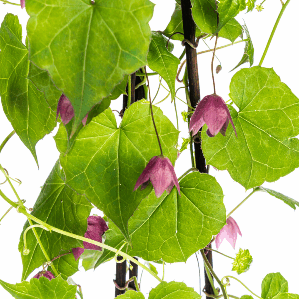 Rhodochiton atrosanguineum Purple Bells | 4 Stücke