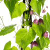 Rhodochiton atrosanguineum Purple Bells | 4 Stücke