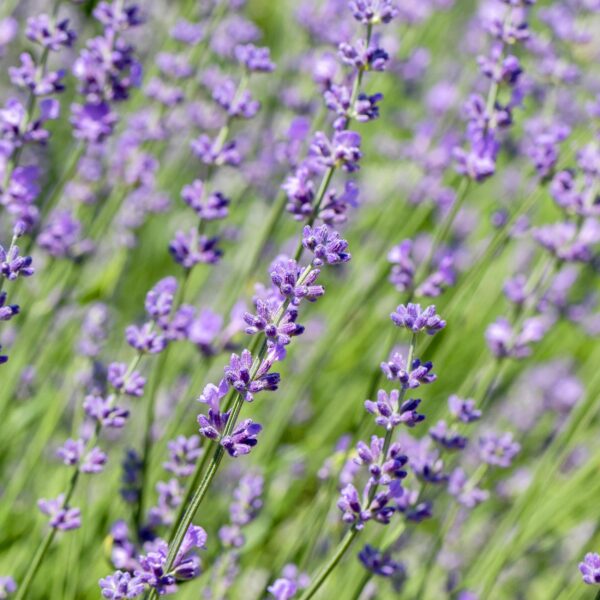 thumbnail_6000-551.jpg Heckenpflanzen - Lavandula angustifolia Hidcote - graues Blatt - 6 Pflanzen - 1 laufender Meter - immergrün