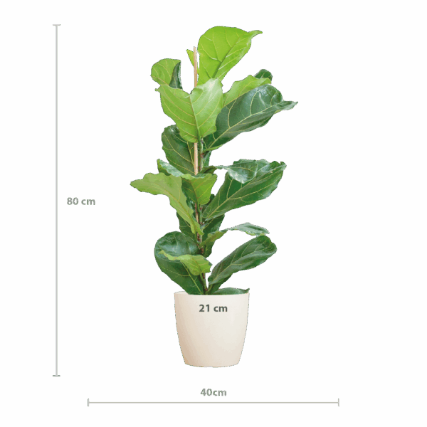 thumbnail_6000-558.png Ficus Lyrata mit Viber-Topf weiß