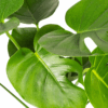 Monstera Deliciosa Tauerii