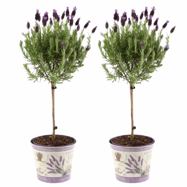 thumbnail_6000-65.png Lavandula stoechas Anouk auf im Dekotopf mit Lavendeldruck | 2 Stücke