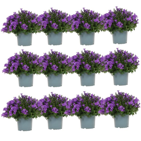 thumbnail_6000-65.jpg Campanula Addenda - Glockenblume lila | 12 Stücke