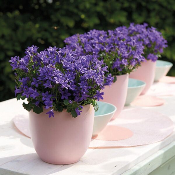 thumbnail_6000-66.jpg Campanula Addenda - Glockenblume lila | 12 Stücke