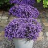 Campanula Addenda - Glockenblume lila | 12 Stücke
