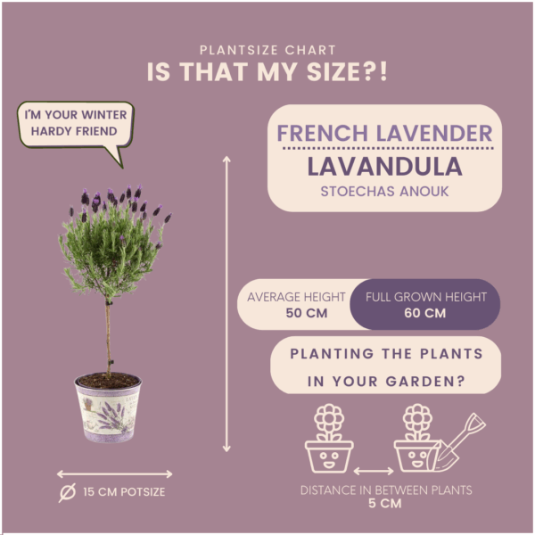 thumbnail_6000-68.png Lavandula stoechas Anouk auf im Dekotopf mit Lavendeldruck | 2 Stücke