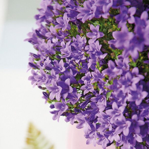 thumbnail_6000-69.jpg Campanula Addenda - Glockenblume lila | 12 Stücke