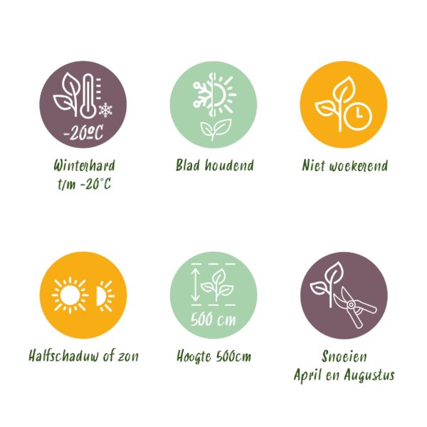 thumbnail_6000-692.jpg Heckenpflanzen - Prunus laurocerasus Rotundifolia - Blatt grün - 6 Pflanzen - 1 laufender Meter - immergrün