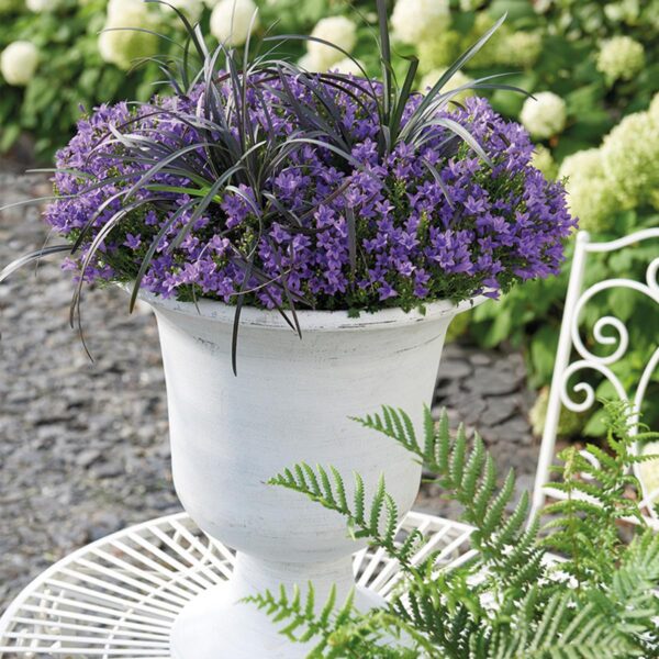 thumbnail_6000-70.jpg Campanula Addenda - Glockenblume lila | 12 Stücke