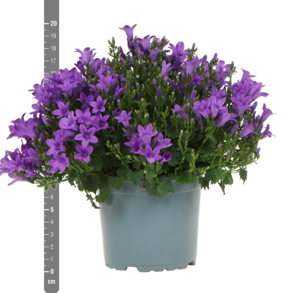 thumbnail_6000-73.jpg Campanula Addenda - Glockenblume lila | 12 Stücke