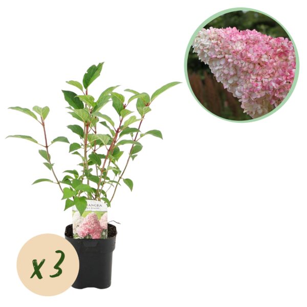 thumbnail_6000-753.jpg Rispenhortensie - Hydrangea panniculata Vanille Fraise - Blüte Weiß Rosa - 3 Pflanzen 1 m² - Laubabwerfend - Große Blüten