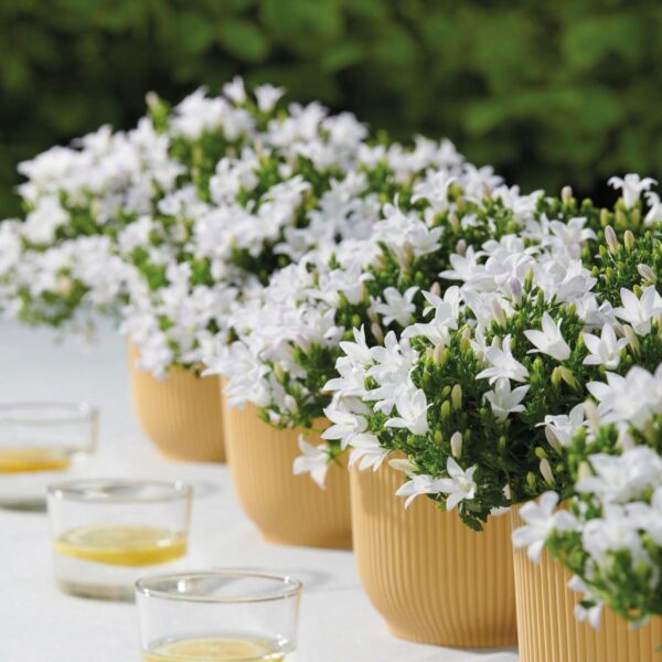 Campanula Addenda - Glockenblume weiß | 12 Stücke