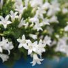 Campanula Addenda - Glockenblume weiß | 12 Stücke